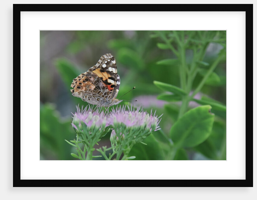 Painted Lady Butterfly resting on flower bud by Anonymous