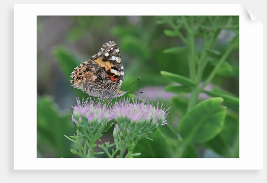 Painted Lady Butterfly resting on flower bud by Anonymous