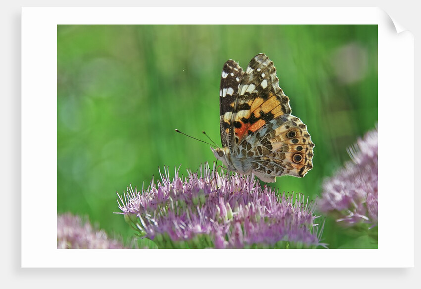 Ladies and Red Admirals Butterfly resting on flower bud by Anonymous