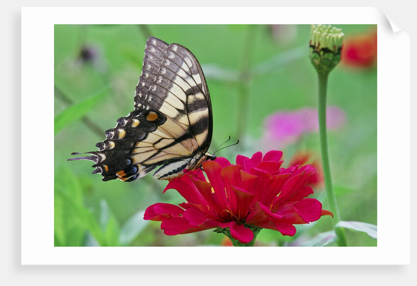 Swallowtail Butterfly resting on flower bud by Anonymous