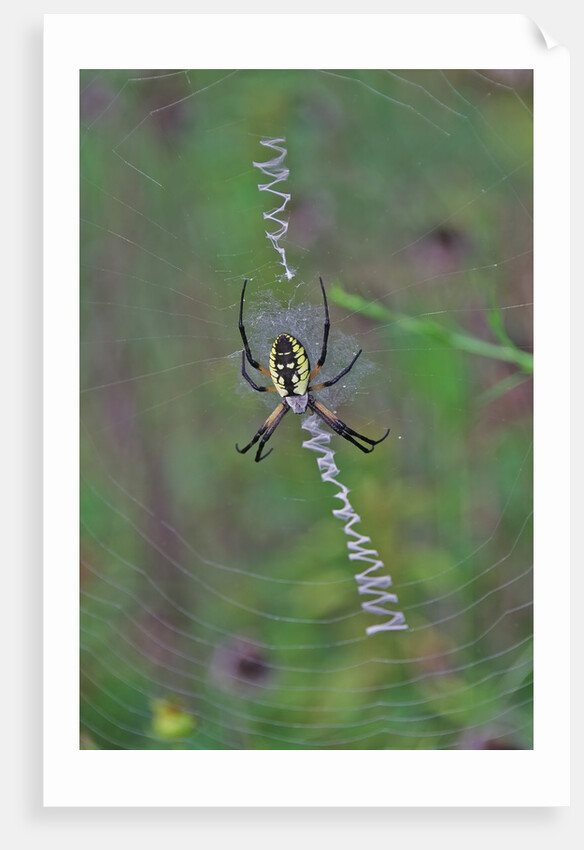 Spider weaving web by Anonymous