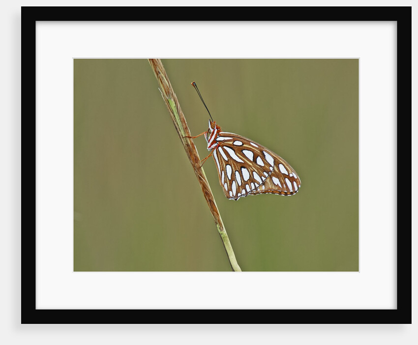 Gulf Fritillary Butterfly resting on grass stem by Anonymous