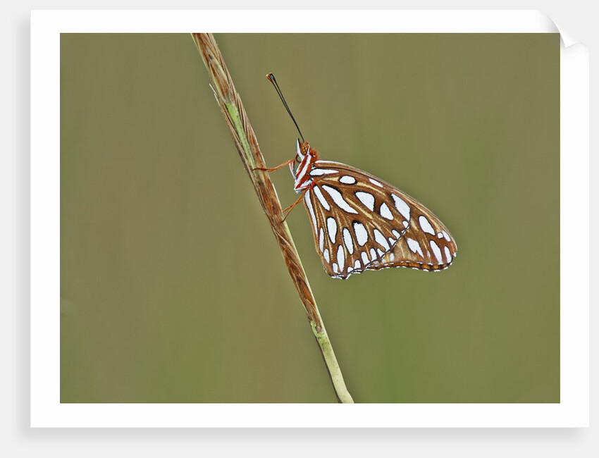 Gulf Fritillary Butterfly resting on grass stem by Anonymous
