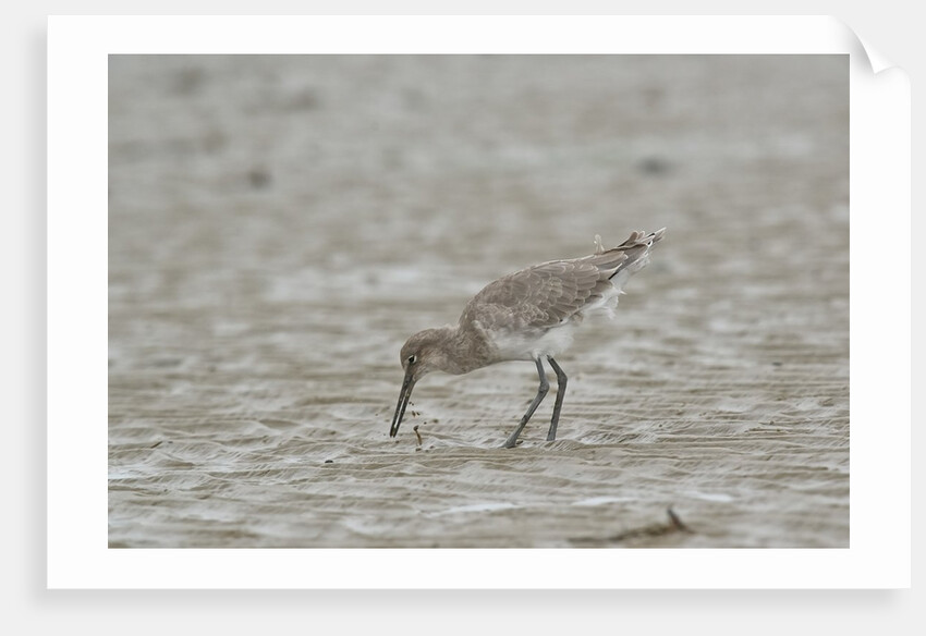 Willet on sandy field by Anonymous
