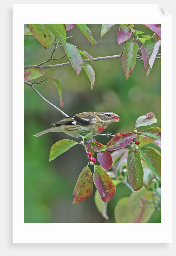 Rose-breasted Grosbeak perched on tree branch by Anonymous