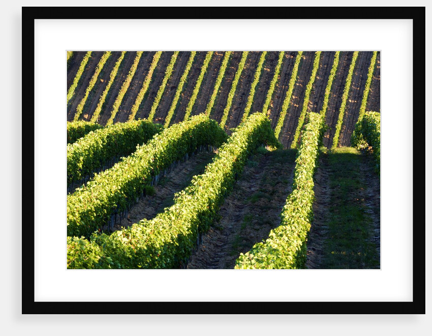 Rows of Harvest Grapes Rolling over The Hillside by Anonymous