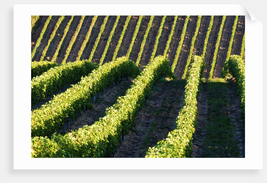 Rows of Harvest Grapes Rolling over The Hillside by Anonymous