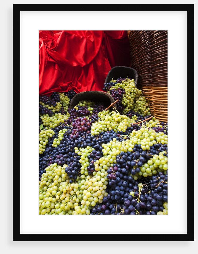 Fresh Grapes at Harvest Festival by Anonymous
