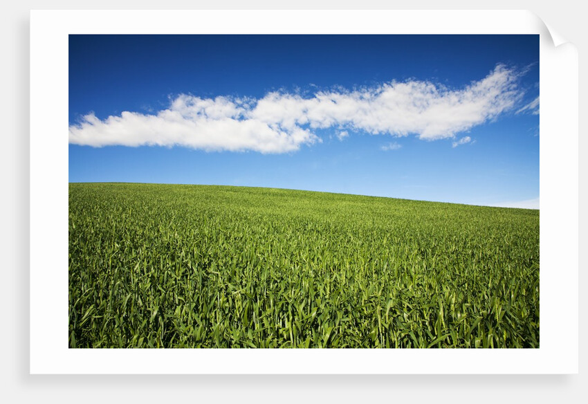 Rolling Hills of Wheat by Anonymous