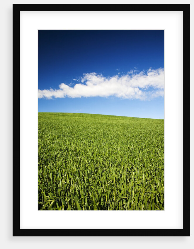 Rolling Hills of Wheat by Anonymous