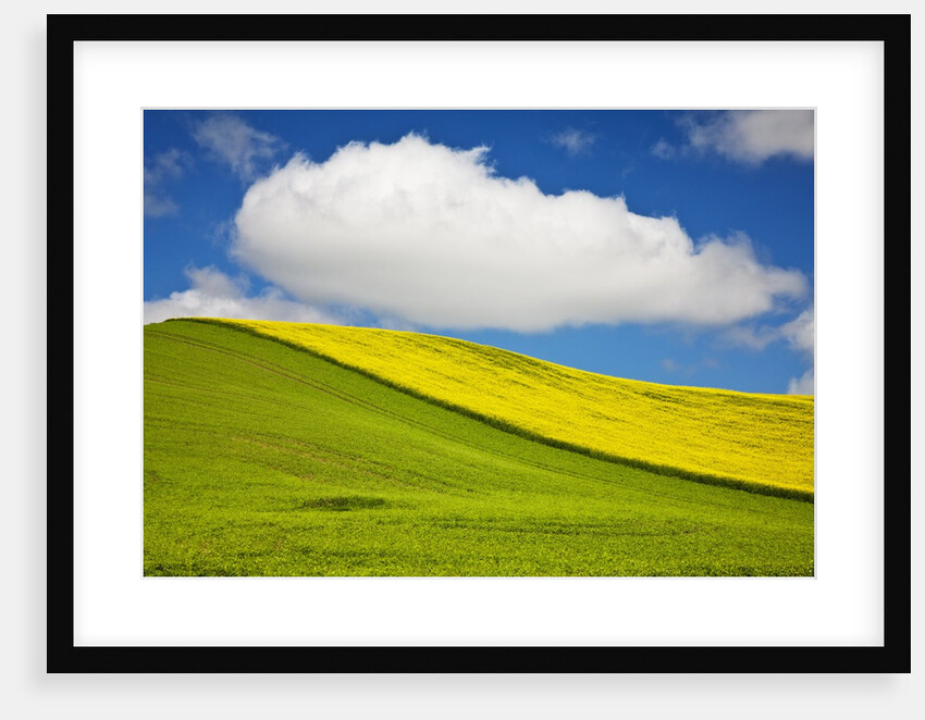 Rolling Hills of Canola and Pea Fields With Fresh Spring Color by Anonymous