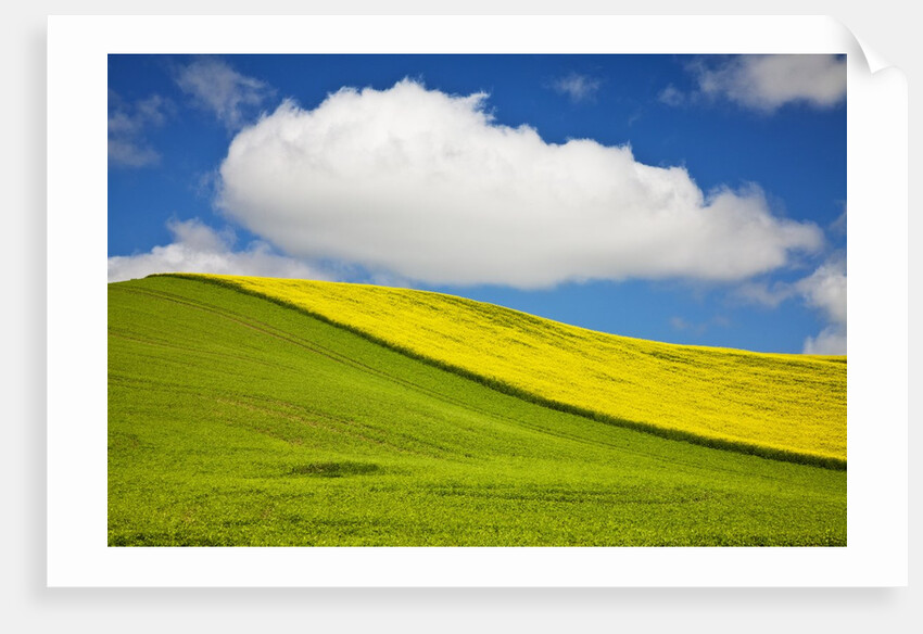 Rolling Hills of Canola and Pea Fields With Fresh Spring Color by Anonymous