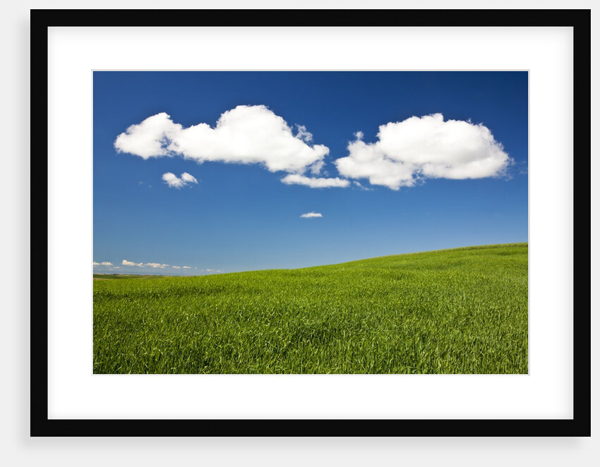 Rolling Hills of Wheat by Anonymous