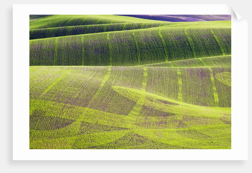 Rolling Hills of Peas by Anonymous
