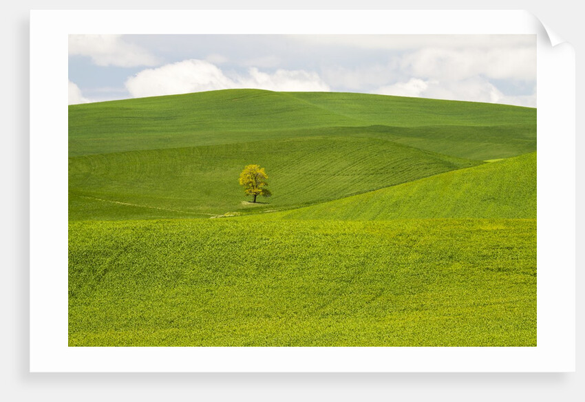 Lone Tree In Rolling Hills of Wheat by Anonymous