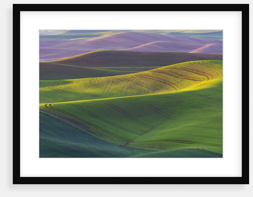 Rolling Hills of Peas by Anonymous