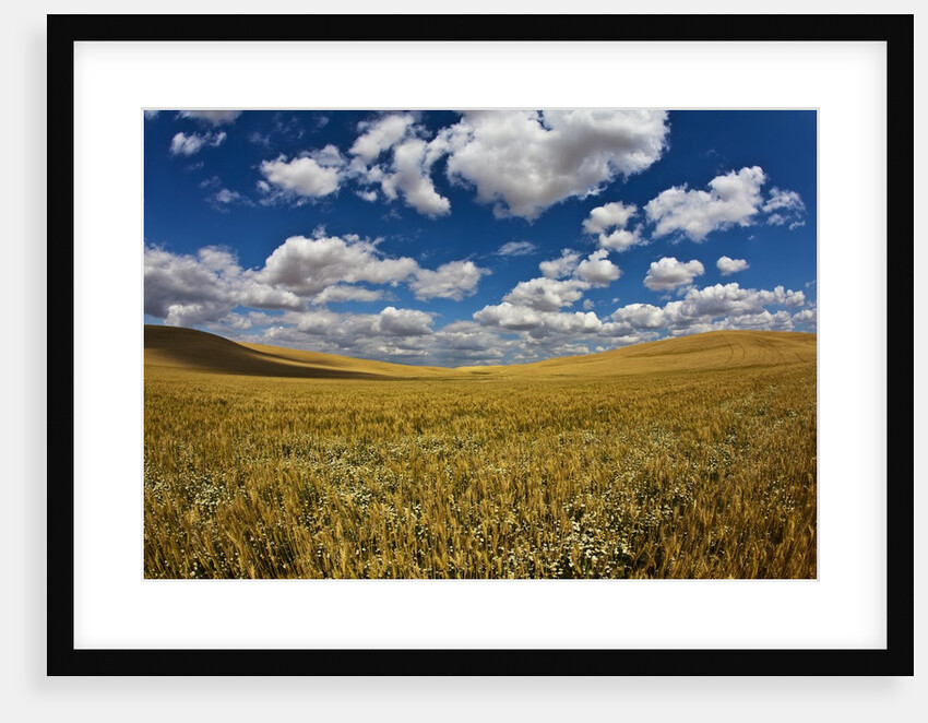 Rolling Hills of Harvest Wheat ready for cutting by Anonymous