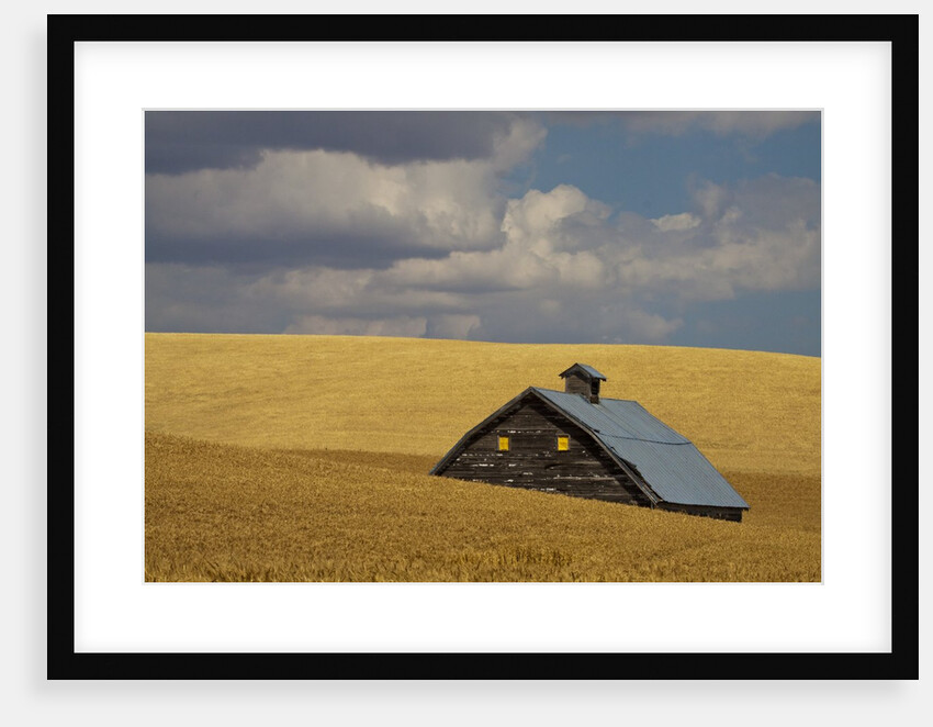 Old Barn in a Field of Harvest Wheat by Anonymous