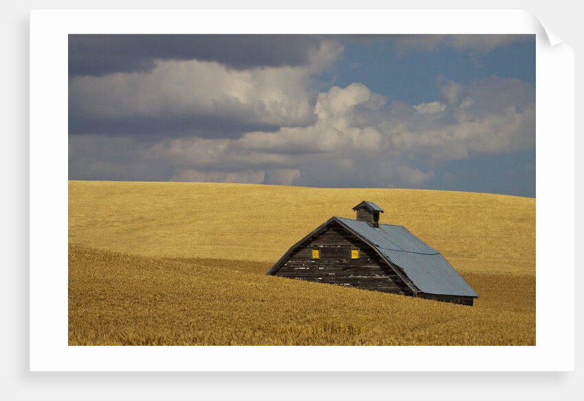 Old Barn in a Field of Harvest Wheat by Anonymous
