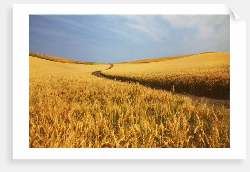 Back Country Road winding Though Harvest Wheat Field by Anonymous