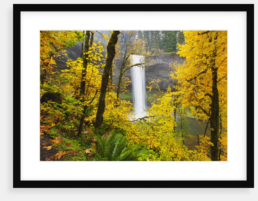 Fall colors add beauty to South South Silver Falls, Silver Falls State Park, Oregon by Anonymous