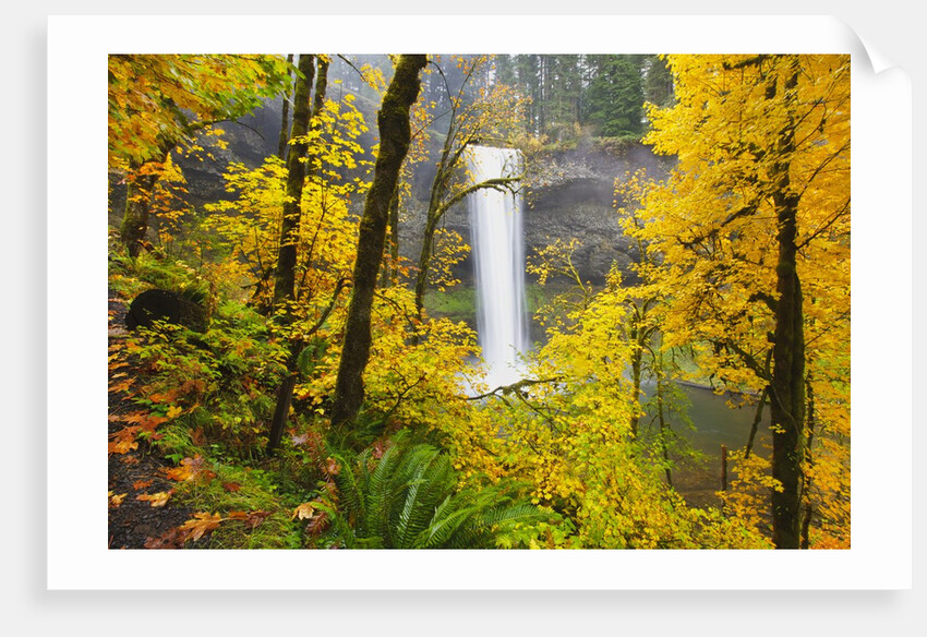 Fall colors add beauty to South South Silver Falls, Silver Falls State Park, Oregon by Anonymous