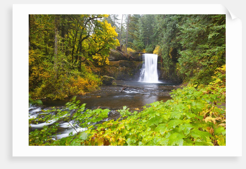 Fall colors add beauty to Upper North Falls, Silver Falls State Park, Oregon, Pacific Northwest by Anonymous