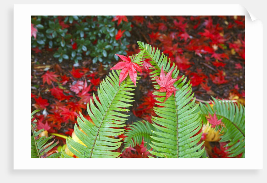fall colors add beauty to Crystal Springs Rhododendron Test Garden, Portland, Oregon by Anonymous