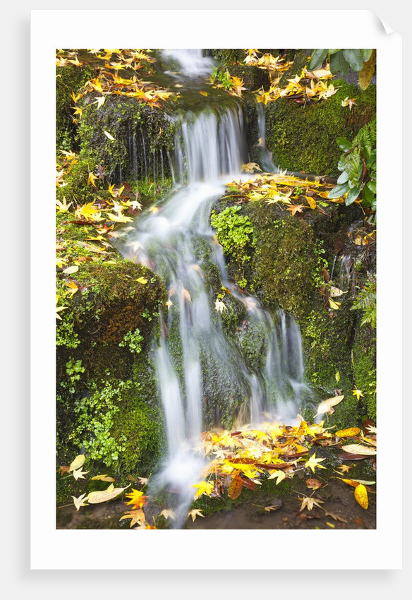 fall colors add beauty to Crystal Springs Rhododendron Test Garden, Portland, Oregon by Anonymous