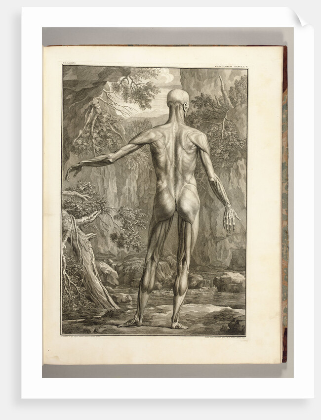 Engraving depicting the muscle groups of the back by Anonymous