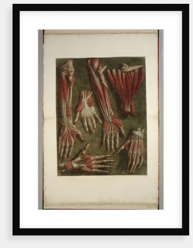 Group of dissected hands by Jacques Gautier D'Agoty and Joseph Guichard Duverney by Anonymous