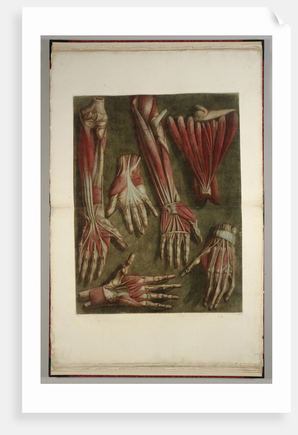 Group of dissected hands by Jacques Gautier D'Agoty and Joseph Guichard Duverney by Anonymous