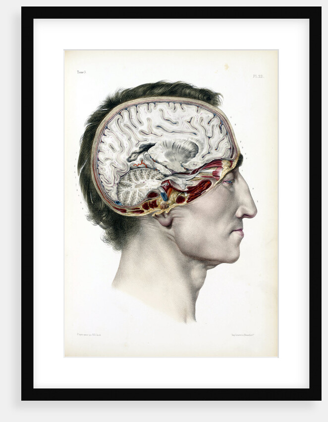 Dissected head in profile showing the brain by Anonymous