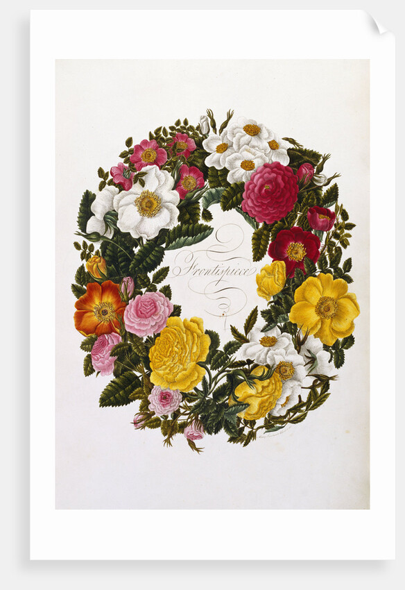 Frontispiece of Roses by Mary Lawrence