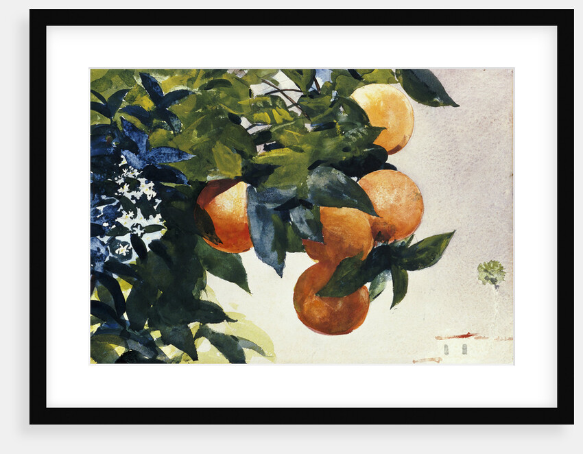 Oranges on a Branch by Winslow Homer