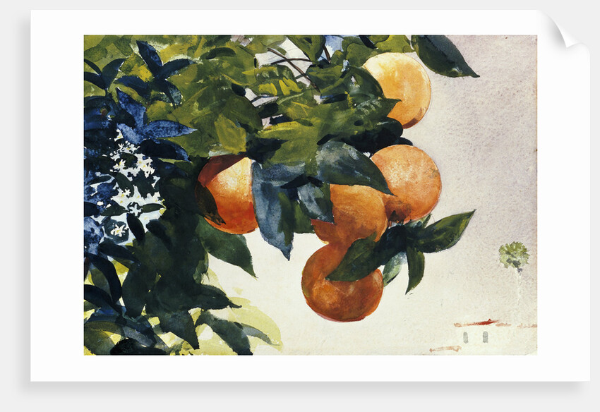 Oranges on a Branch by Winslow Homer