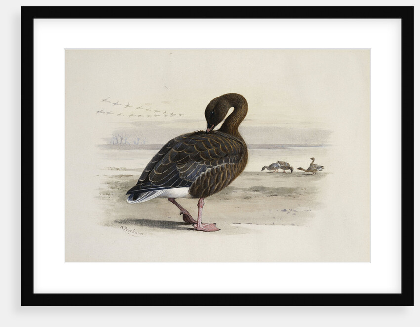 A Pink-Footed Goose by Archibald Thorburn