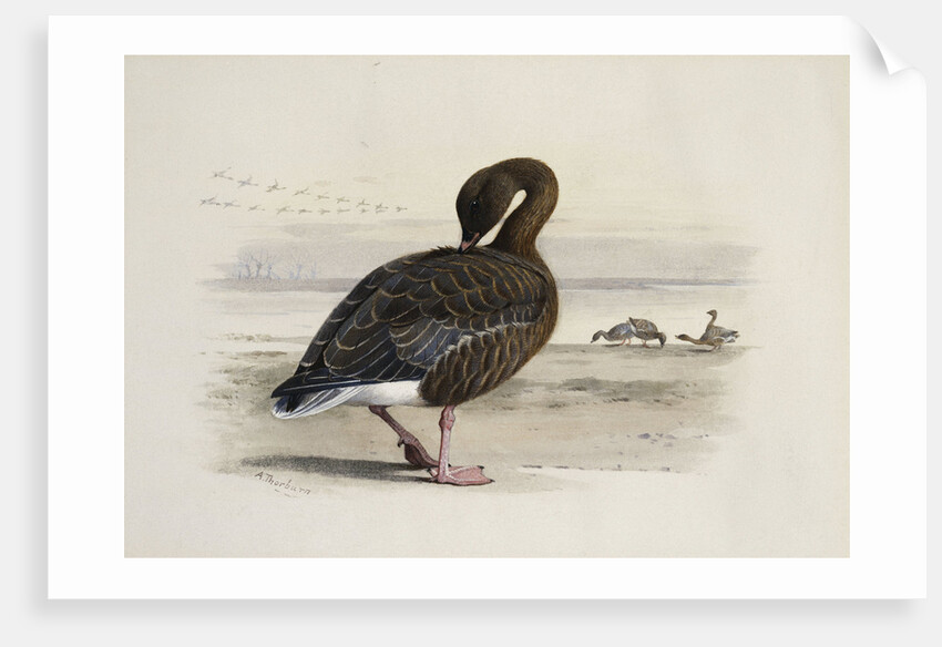 A Pink-Footed Goose by Archibald Thorburn