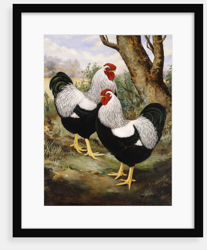 A Silver Wyandotte Cockerel by E G Wippell