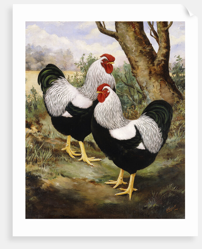 A Silver Wyandotte Cockerel by E G Wippell
