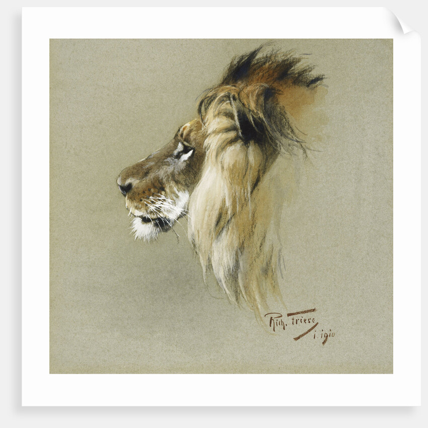 A Lion's Head by Richard Friese