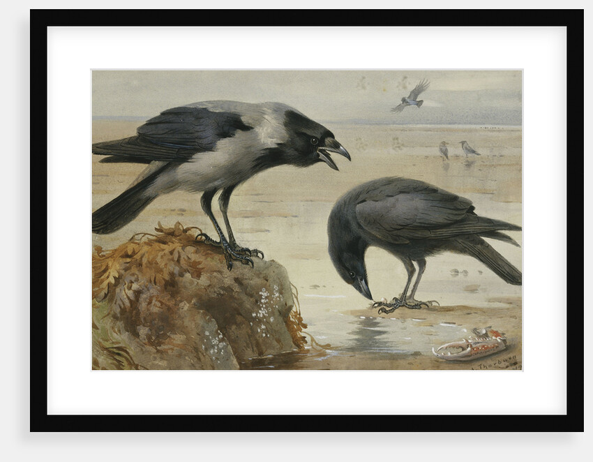 A Hooded Crow and a Carrion Crow by Archibald Thorburn
