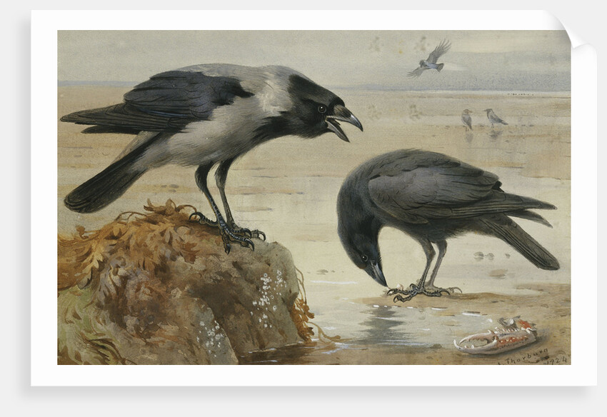 A Hooded Crow and a Carrion Crow by Archibald Thorburn