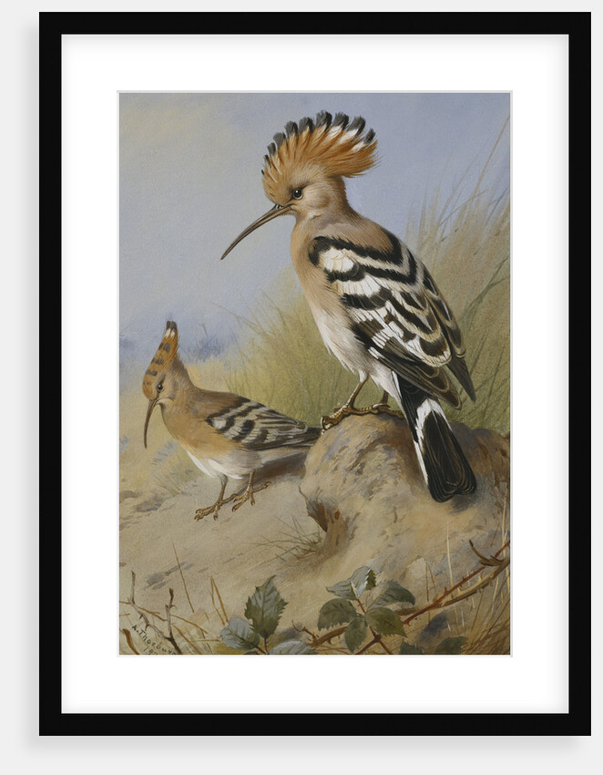 Hoopoes by Archibald Thorburn