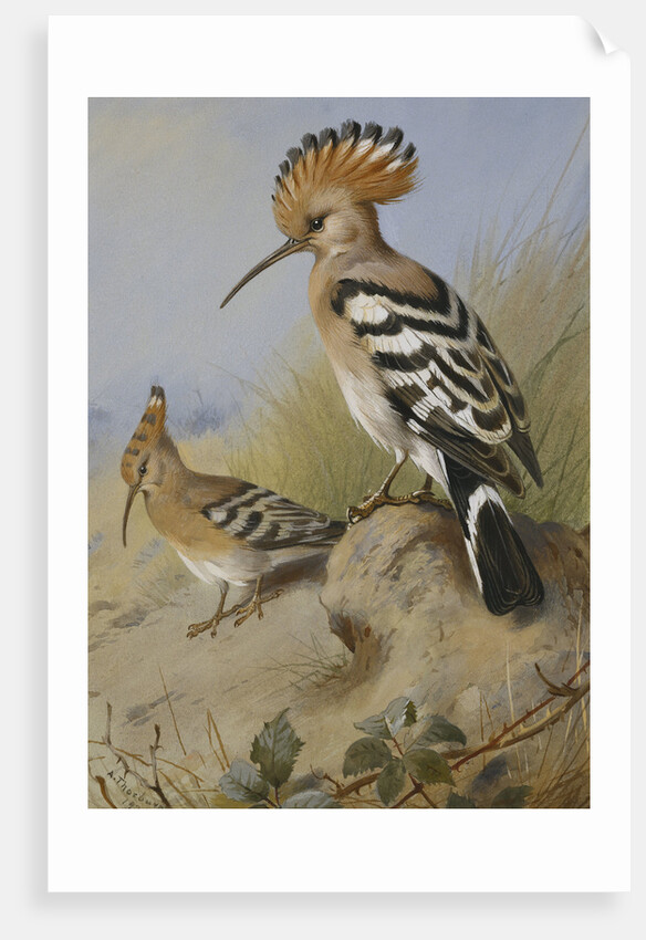 Hoopoes by Archibald Thorburn