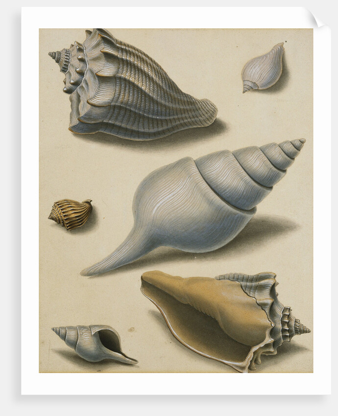 Studies of Shells and Marine Flora by Sydenham Teast Edwards