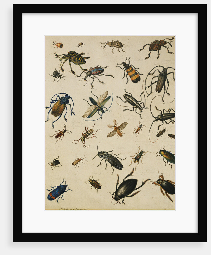 Studies of Insects by Sydenham Teast Edwards