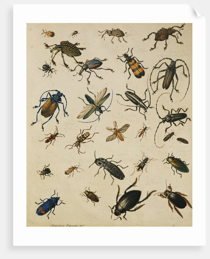 Studies of Insects by Sydenham Teast Edwards