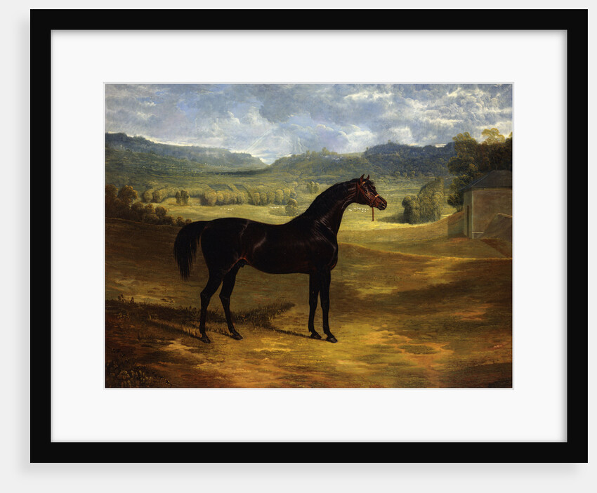Jack Spigot, a Dark Bay Racehorse in a Paddock at Bolton Hall by John Frederick Herring Sr.