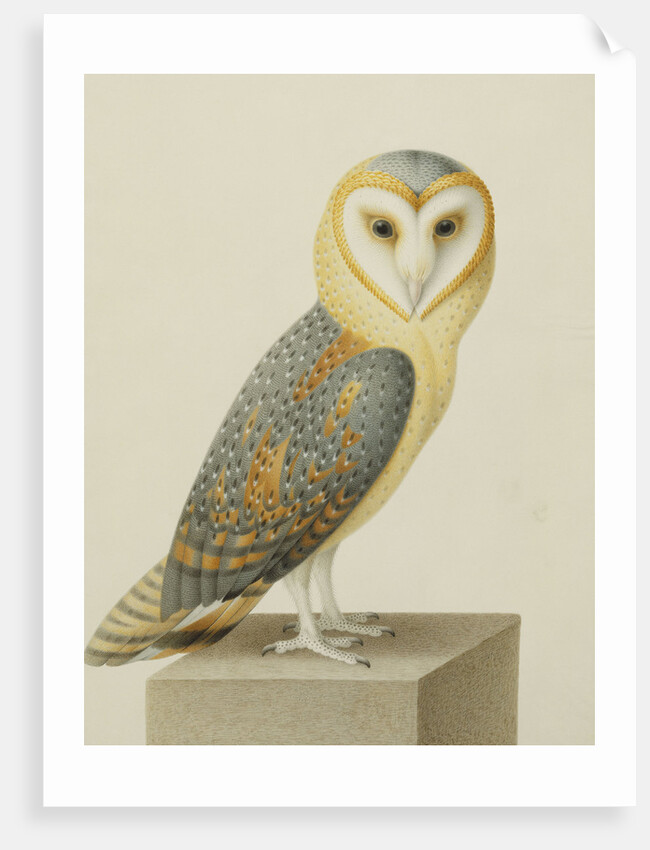A Barn Owl (Tyto Alba) by Nicolas Robert